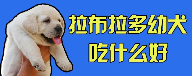 拉布拉多幼犬吃什么好 | 宠物病虫害防治