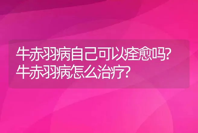 牛赤羽病自己可以痊愈吗?牛赤羽病怎么治疗? | 兽医知识大全