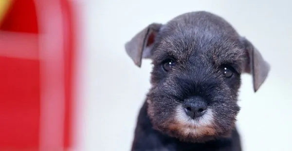 乖萌有神的雪纳瑞犬 | 宠物狗图片