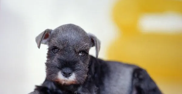 乖萌有神的雪纳瑞犬 | 宠物狗图片