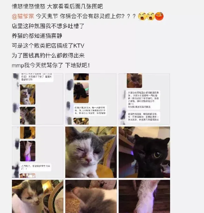 广州塔想模仿故宫靠养猫蹭流量，这事儿行得通吗！ | 宠物新闻资讯