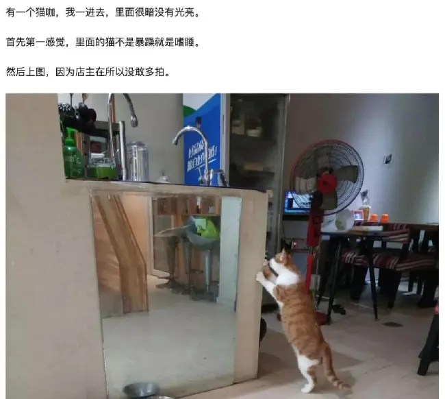 广州塔想模仿故宫靠养猫蹭流量，这事儿行得通吗！ | 宠物新闻资讯