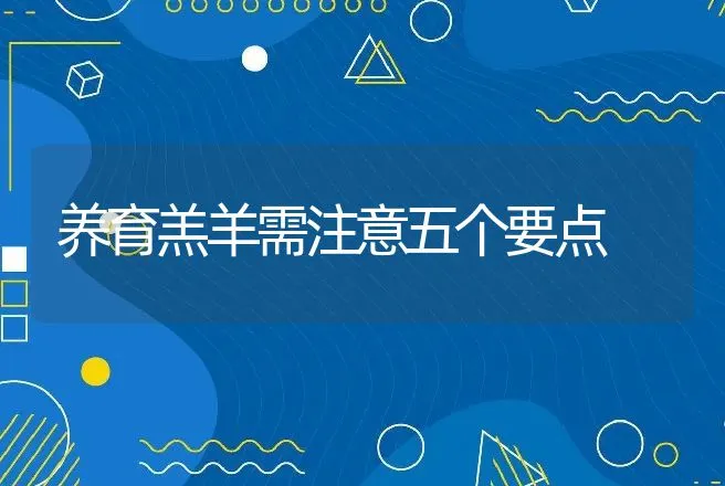 养育羔羊需注意五个要点 | 动物养殖