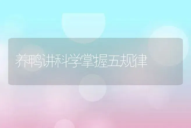 养鸭讲科学掌握五规律 | 动物养殖