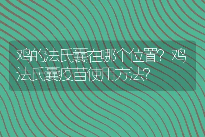 鸡的法氏囊在哪个位置？鸡法氏囊疫苗使用方法？ | 兽医知识大全