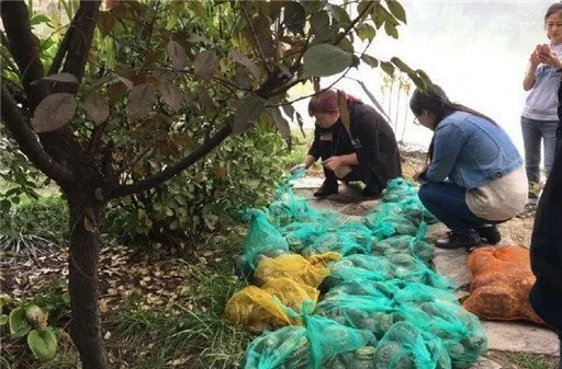 社会人员到北大未名湖放生500只巴西龟遭北大师生制止 | 宠物新闻资讯