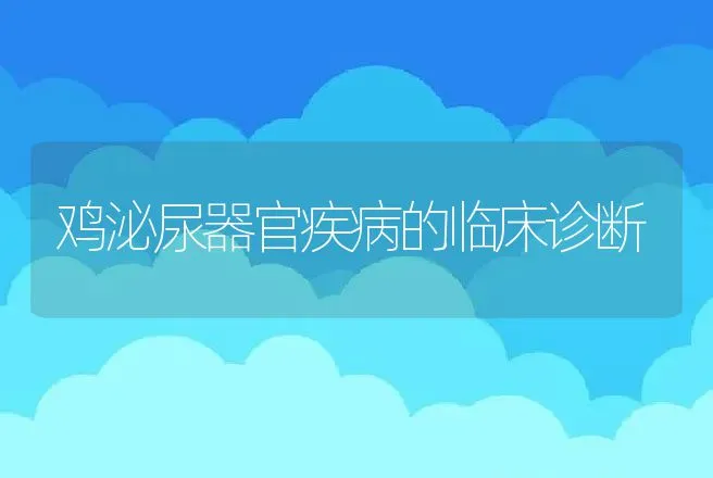 鸡泌尿器官疾病的临床诊断 | 动物养殖