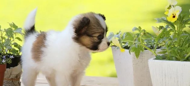 蝴蝶犬能长多大,蝴蝶犬应该怎样喂养? | 宠物狗饲养