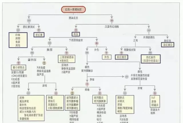 临床犬猫血红尿的鉴别诊断【图解】 | 宠物猫病虫害防治