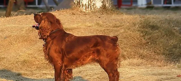 田野小猎犬智商高吗,好不好养_图片|训练 | 宠物狗饲养