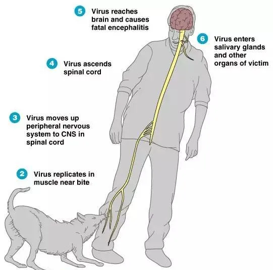 狂犬病死亡率高达100%！这些救命知识您一定要知道！ | 宠物新闻资讯