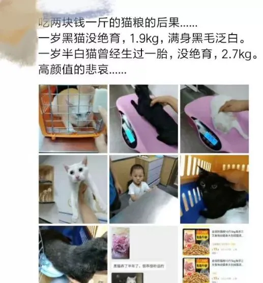 黑猫吃2元一斤渣粮后褪色成灰猫！保护主子猫毛健康需要这么做 | 宠物训练技巧