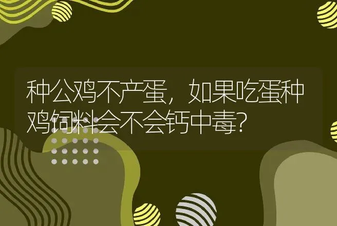 种公鸡不产蛋，如果吃蛋种鸡饲料会不会钙中毒？ | 动物养殖