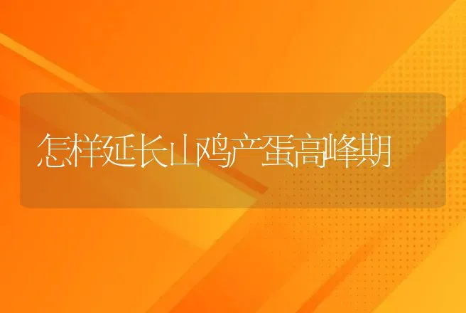 怎样延长山鸡产蛋高峰期 | 特种养殖