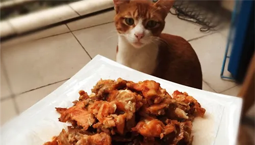 【美食攻略】自制猫咪零食之香烤三文鱼皮 | 宠物喂养知识