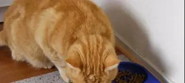 宠物每天用的碗，比马桶还脏！要勤洗！ | 宠物猫饲养