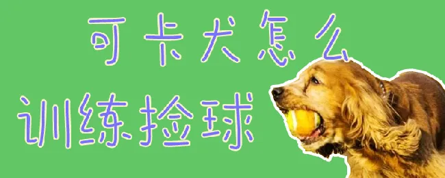 可卡犬怎么训练捡球 | 宠物训练技巧