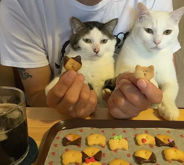 猫猫盯着食物图片_萌猫想吃东西图片 | 宠物猫图片