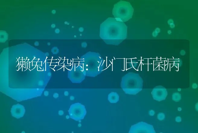 獭兔传染病：沙门氏杆菌病 | 动物养殖