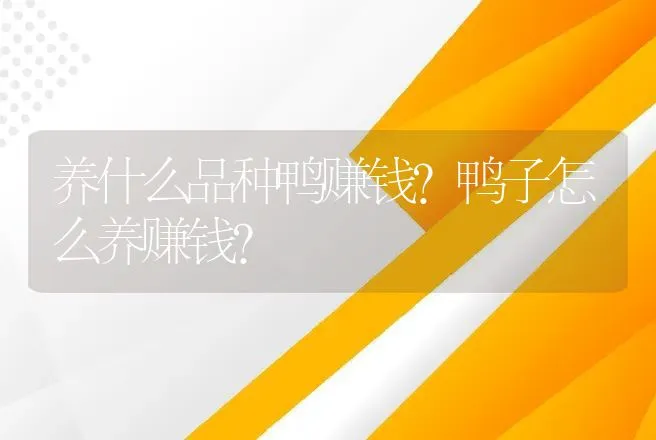 养什么品种鸭赚钱？鸭子怎么养赚钱？ | 家禽养殖