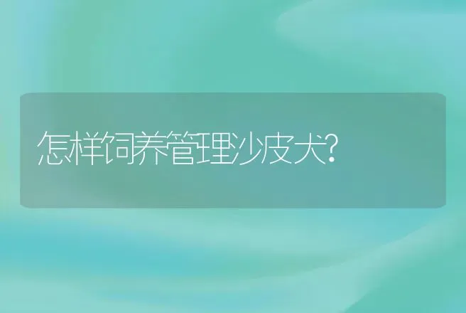 怎样饲养管理沙皮犬? | 动物养殖