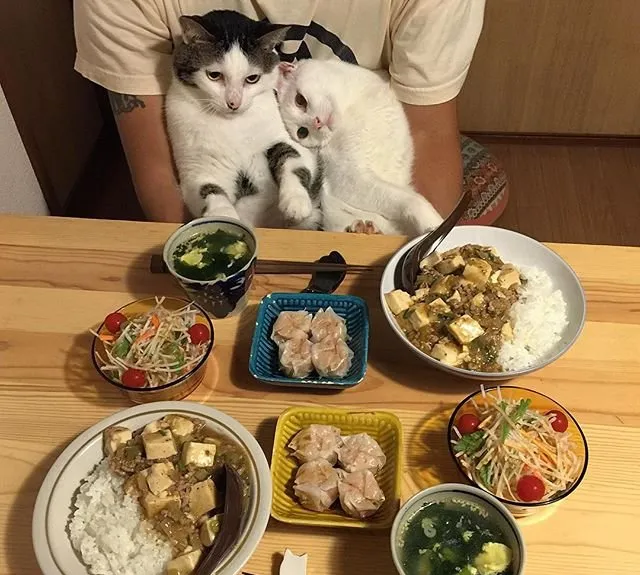 猫猫盯着食物图片_萌猫想吃东西图片 | 宠物猫图片