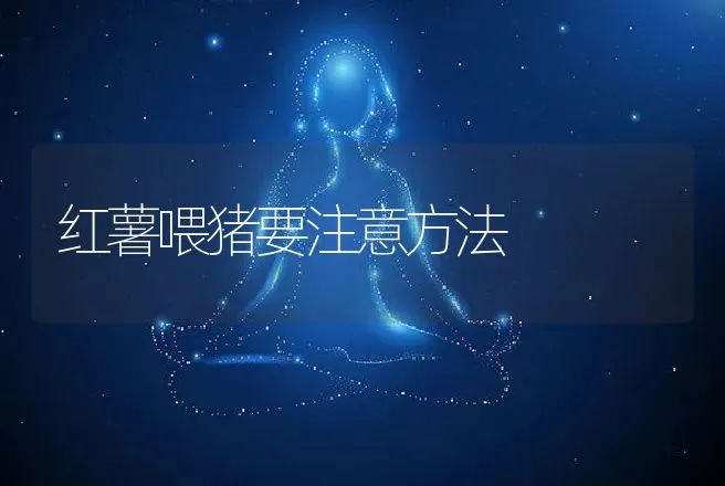 红薯喂猪要注意方法 | 动物养殖