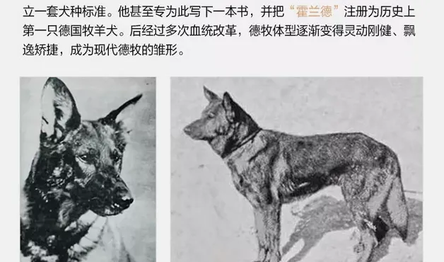 地球上排名第一的军警用犬种 | 宠物狗选购技巧