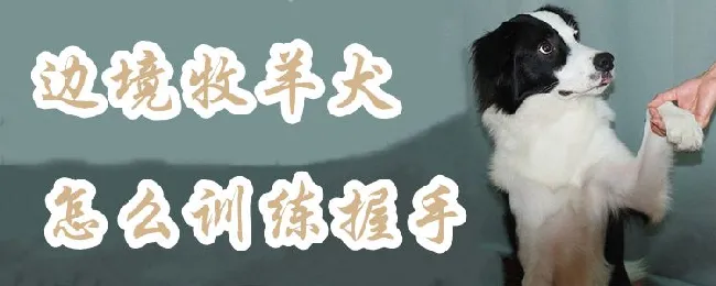 边境牧羊犬如何训练握手 | 宠物训练技巧