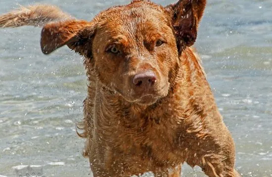 乞沙比克猎犬口腔怎么护理 乞沙比克猎犬口腔护理方法 | 宠物病虫害防治