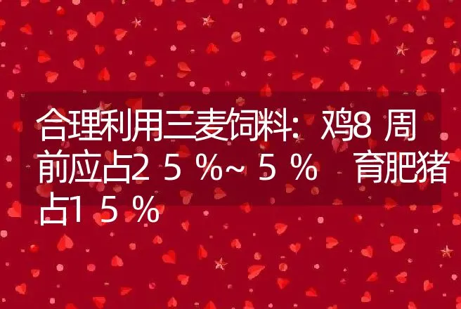 合理利用三麦饲料:鸡8周前应占25%~5% 育肥猪占15% | 动物养殖