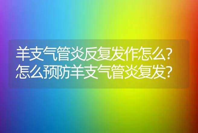 羊支气管炎反复发作怎么？怎么预防羊支气管炎复发？ | 兽医知识大全