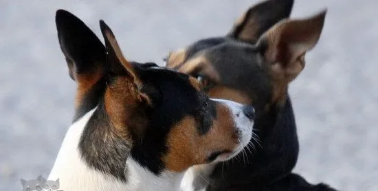 捕鼠梗犬怎么养 捕鼠梗犬饲养技巧 | 宠物病虫害防治