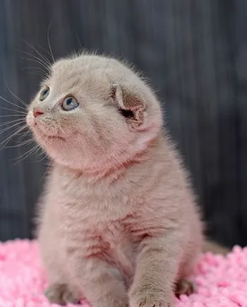 宠物猫咪厕所用品和清理方法 | 宠物猫饲养