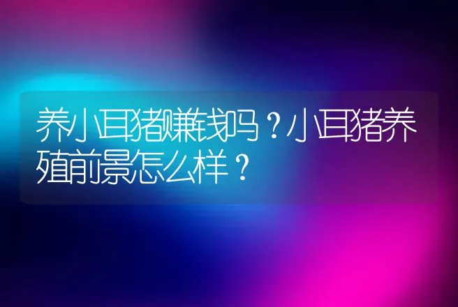 养小耳猪赚钱吗？小耳猪养殖前景怎么样？ | 养殖致富