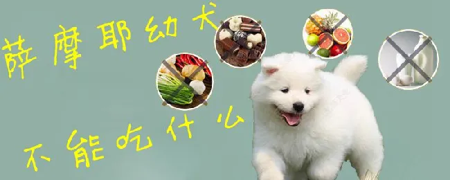 萨摩耶幼犬不能吃什么 | 宠物病虫害防治