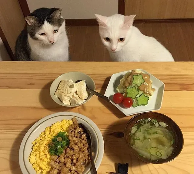 猫猫盯着食物图片_萌猫想吃东西图片 | 宠物猫图片