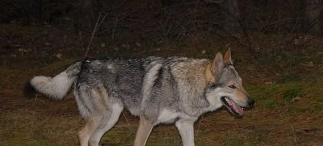 捷克狼犬的体型特征_生活习性_多少钱一只|价格 | 宠物狗饲养