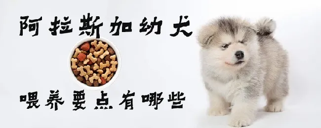 阿拉斯加幼犬喂养要点有哪些 | 宠物病虫害防治