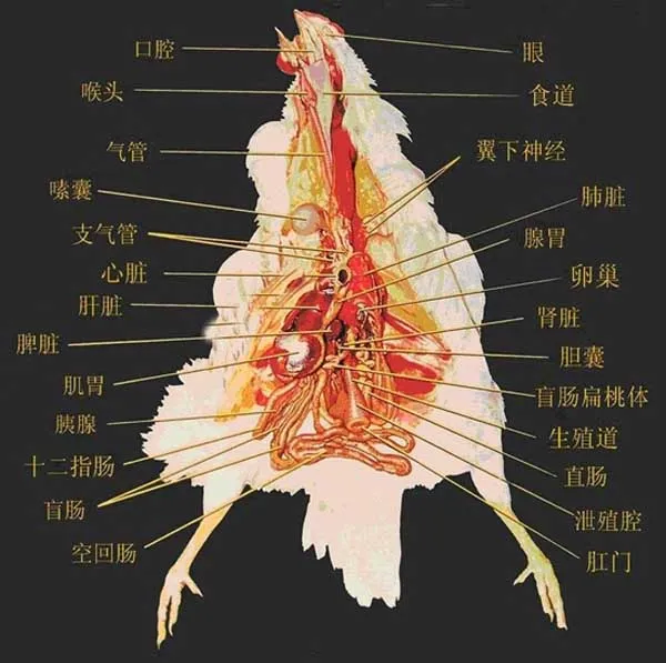 鸡的生理解剖图 | 养殖技术大全