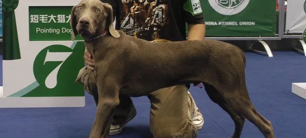 威玛猎犬好养吗?威玛猎犬多少钱_智商高吗？ | 宠物狗饲养