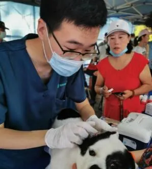 深圳犬只未植入芯片将被视为无证养犬! | 宠物新闻资讯