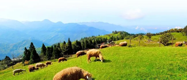 哮喘、心脏病、失眠、焦虑、社恐……竟然是因为你没有养宠？！ | 宠物狗饲养