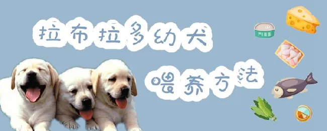 拉布拉多幼犬喂养方法 | 宠物病虫害防治