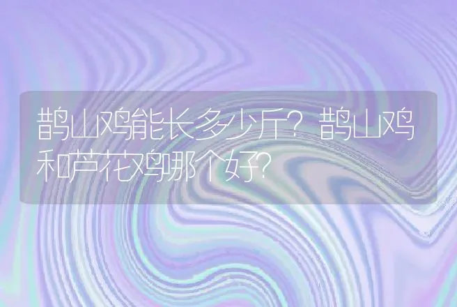 鹊山鸡能长多少斤？鹊山鸡和芦花鸡哪个好？ | 动物养殖