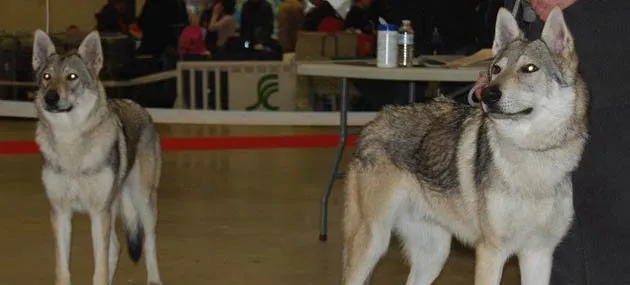 捷克狼犬的体型特征_生活习性_多少钱一只|价格 | 宠物狗饲养