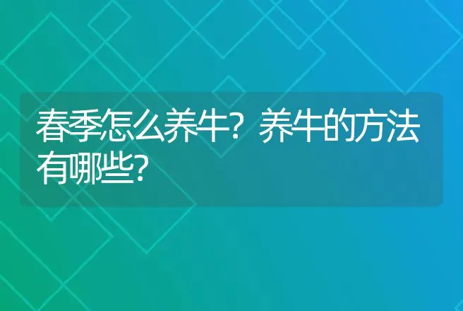 春季怎么养牛？养牛的方法有哪些？ | 家畜养殖