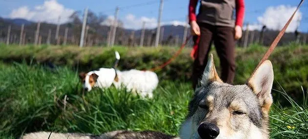 捷克狼犬的体型特征_生活习性_多少钱一只|价格 | 宠物狗饲养