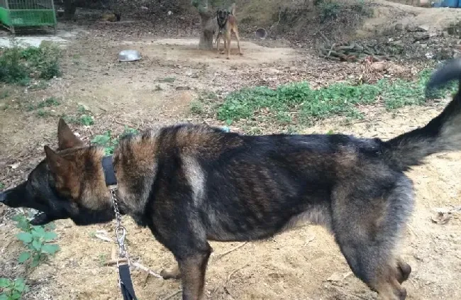 训练德国牧羊犬初识飞盘 | 宠物狗训练技巧