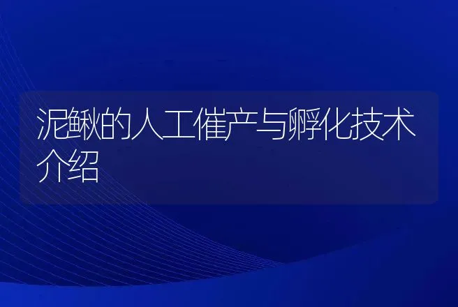 泥鳅的人工催产与孵化技术介绍 | 水产知识